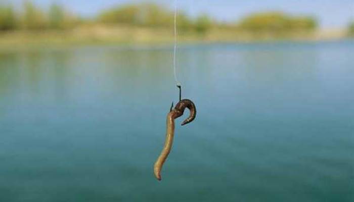 Выращивание червей в домашних условиях для рыбалки: советы и руководство | РыбалкаRU