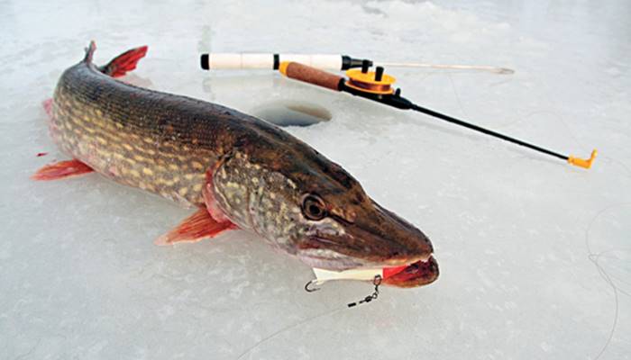 рыбалка зимой на щуку видео на жерлицы на озере