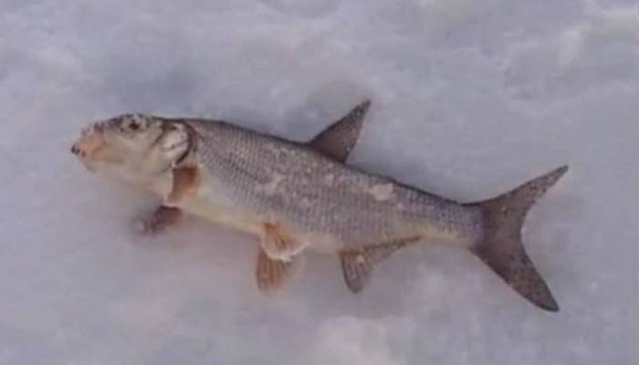 Ловля рыбы зимой на кормушку | Секреты успешной рыбалки зимой