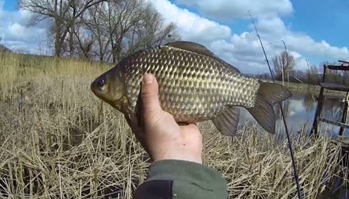 На что ловится обыкновенный лопатонос в игре my fishing word