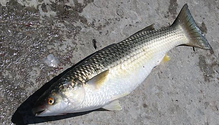 Рыба пеленгас: описание, образ жизни, нерест, полезные свойства