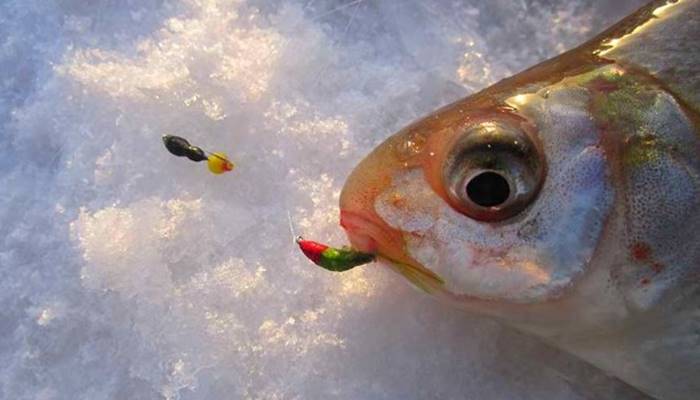 рыбалка зимой ловля щуки со льда