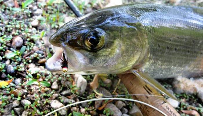 На что ловить рыбу в марте: советы и рекомендации